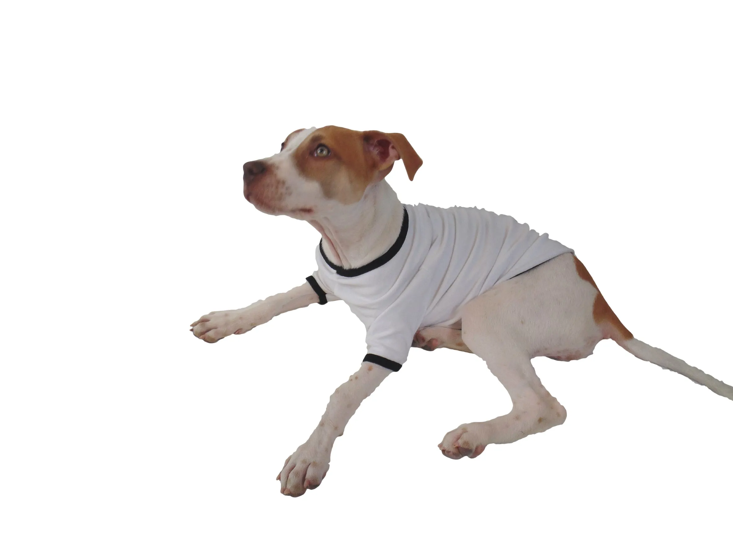 Aca-Awkward Stylish Cotton Dog Shirt