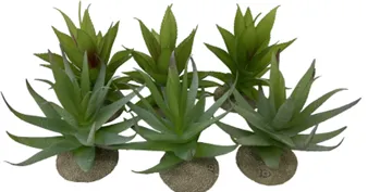 ALOE 1 X MIXED COLORS