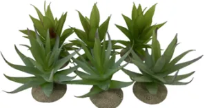 ALOE 1 X MIXED COLORS