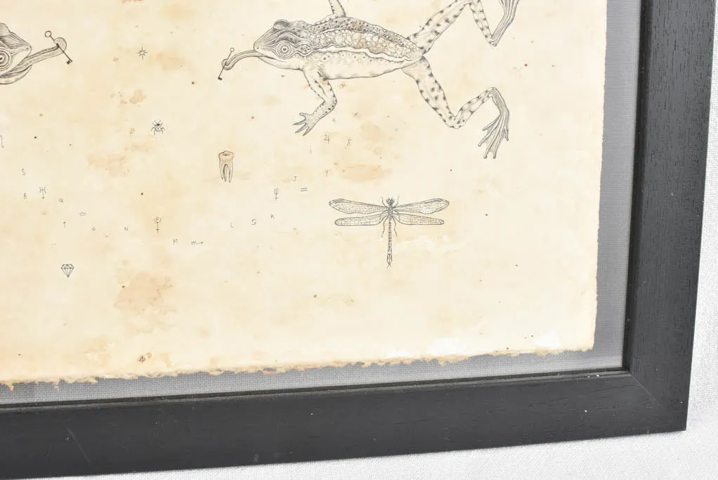 Andrea Collesano drawing - frogs and butterflies 15" x 21¾"
