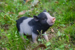 Baby Pig Standing - Black And White