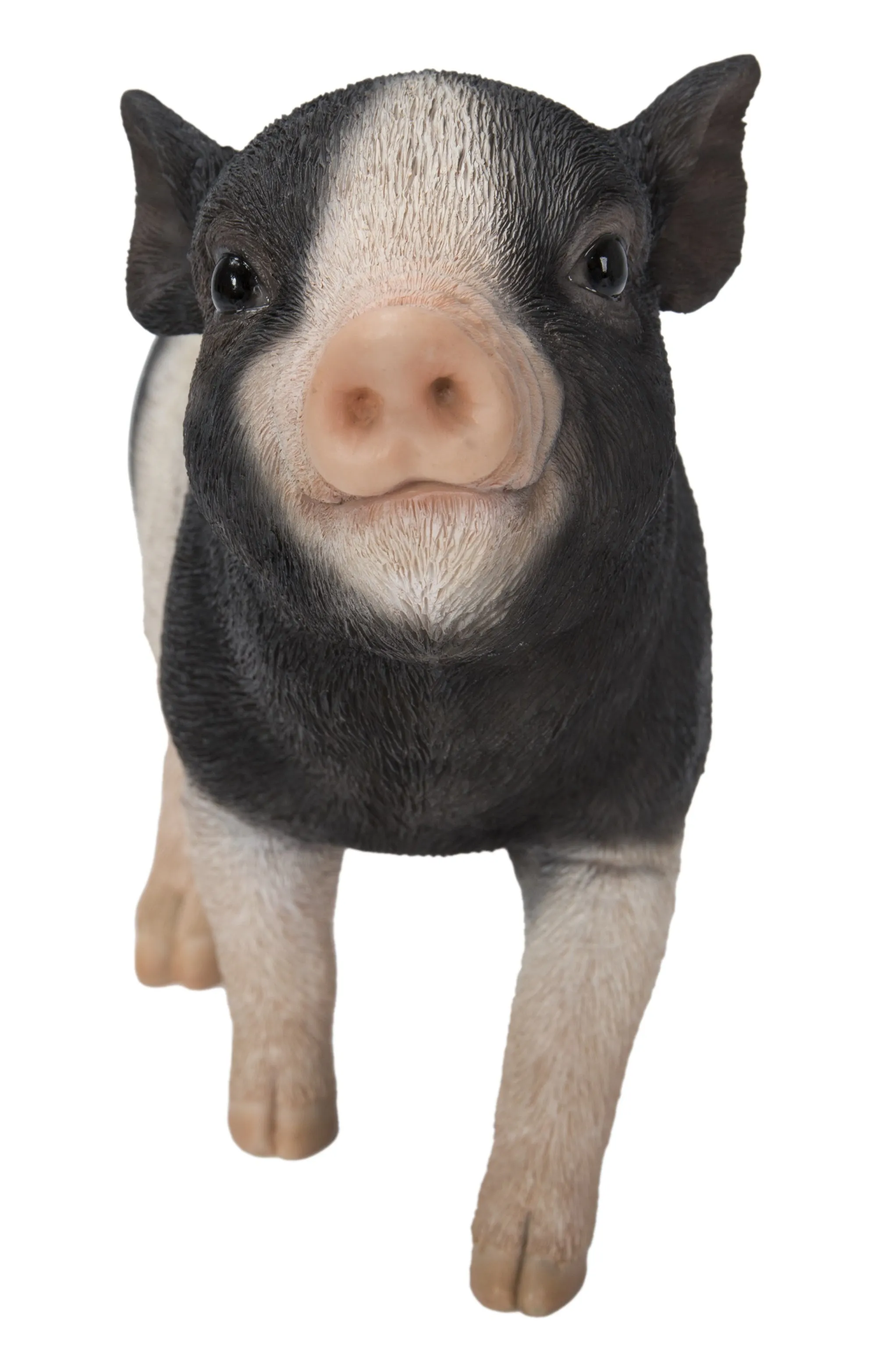 Baby Pig Standing - Black And White