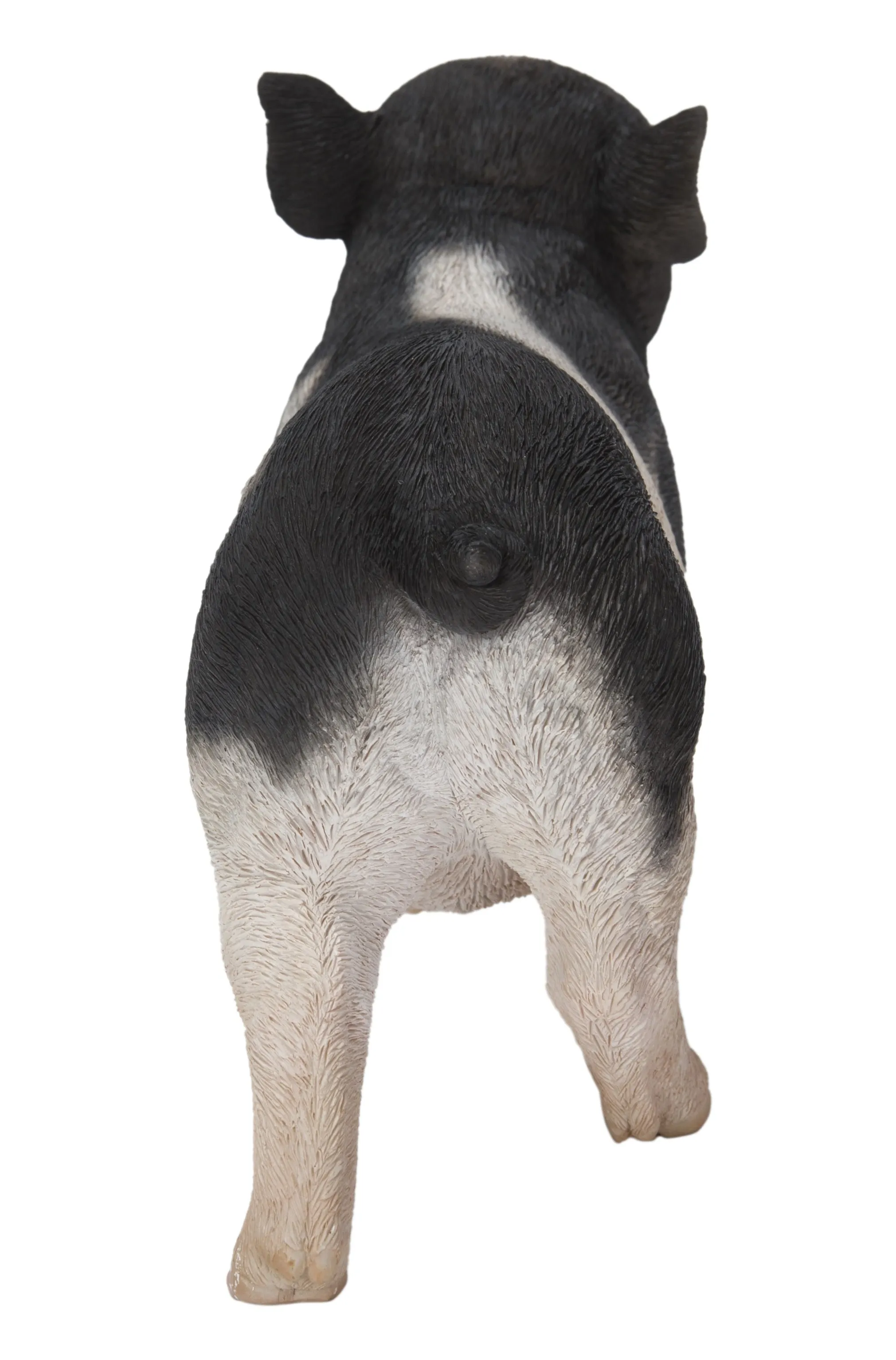 Baby Pig Standing - Black And White