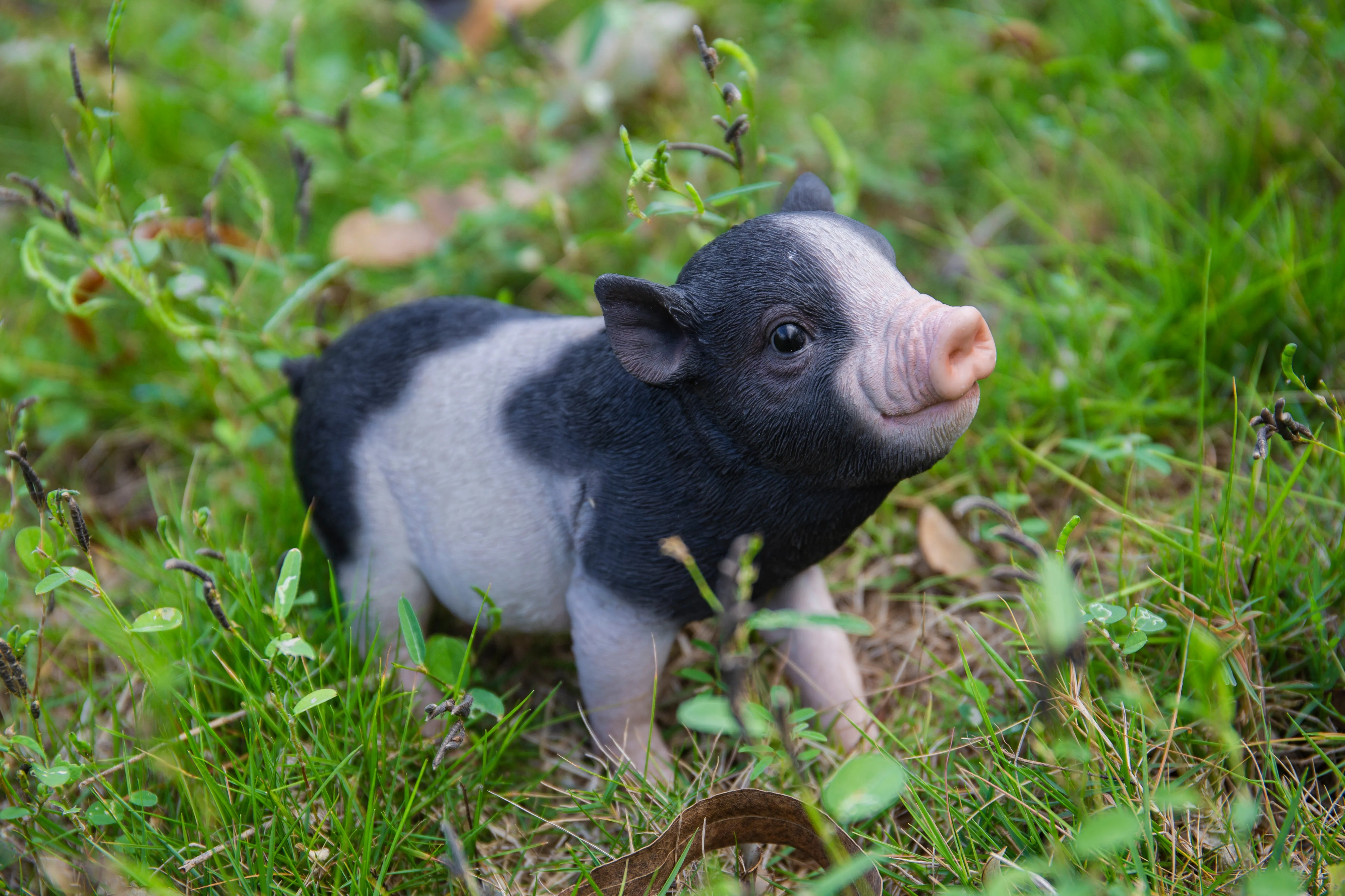 Baby Pig Standing - Black And White