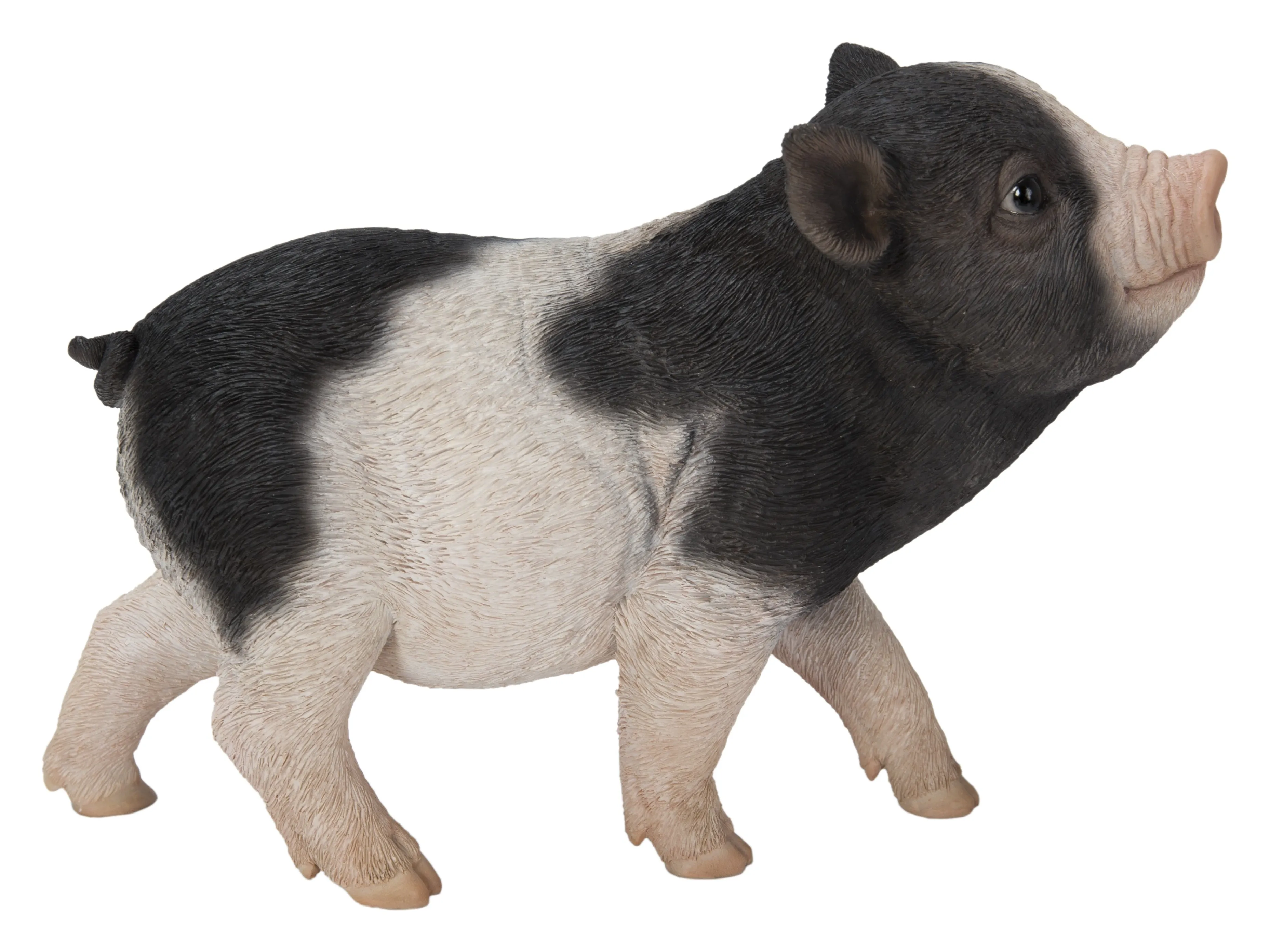 Baby Pig Standing - Black And White