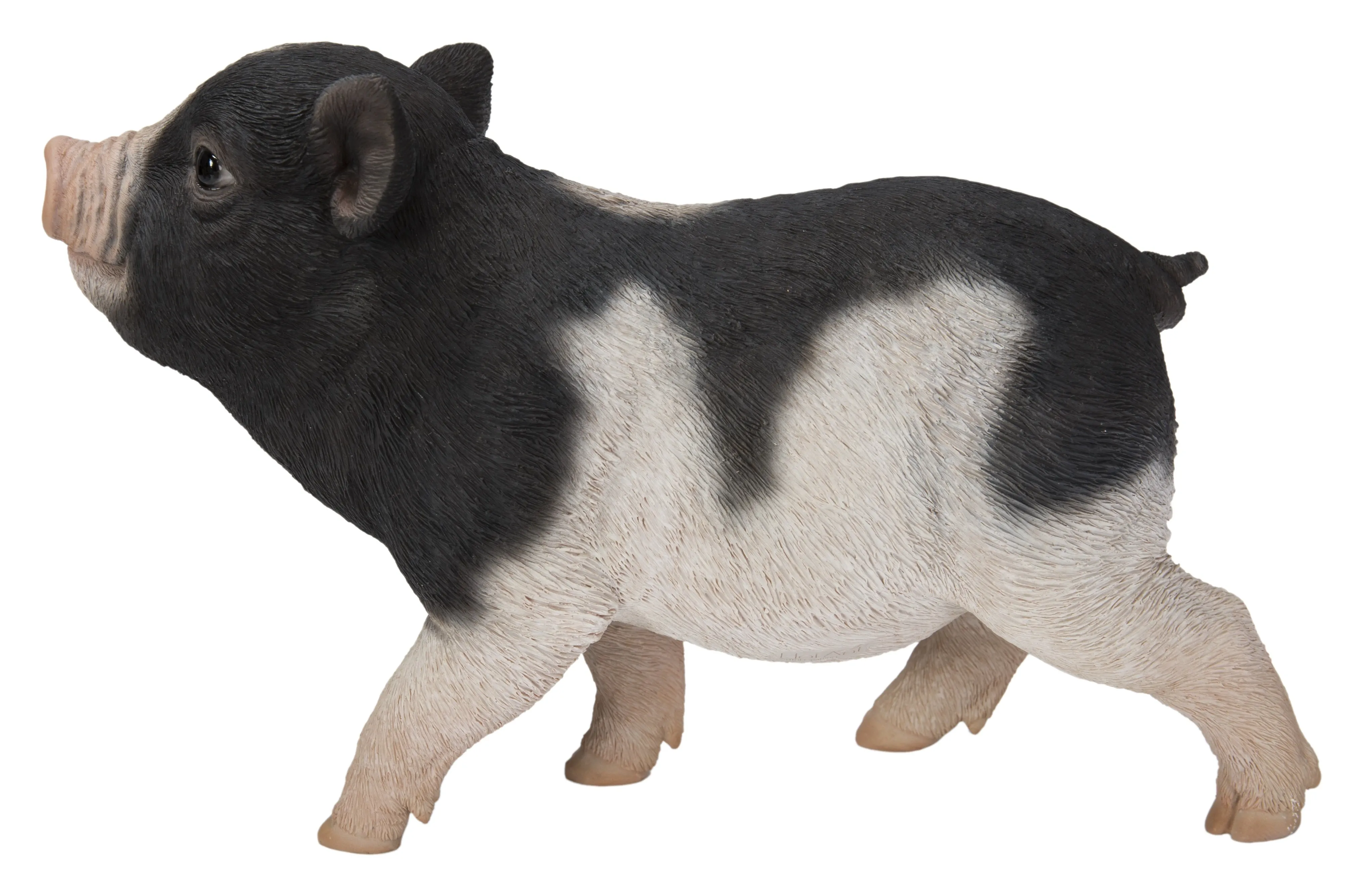 Baby Pig Standing - Black And White