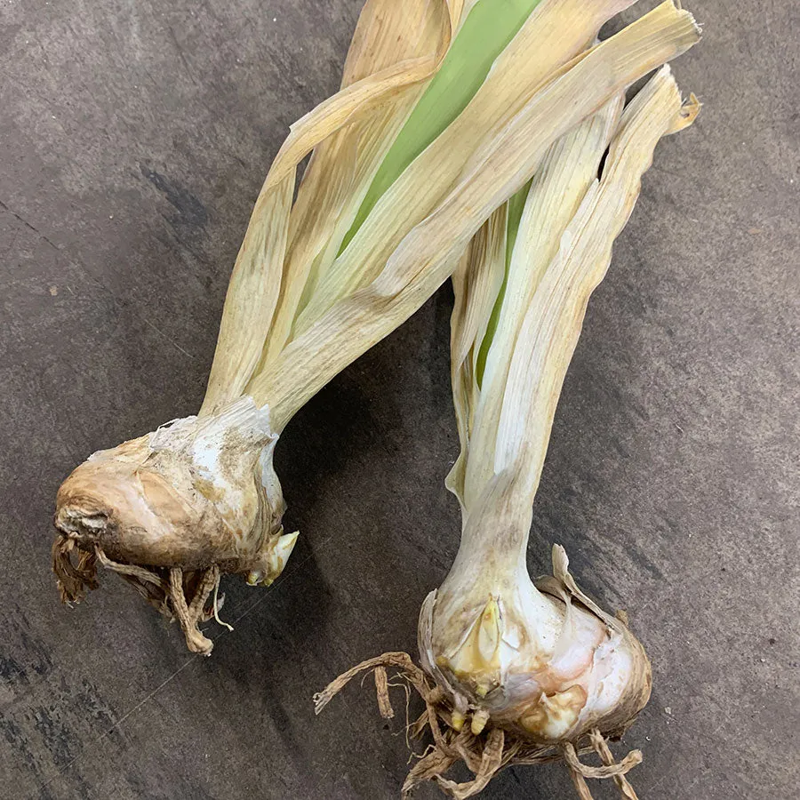 Bearded Iris - Cybergrape