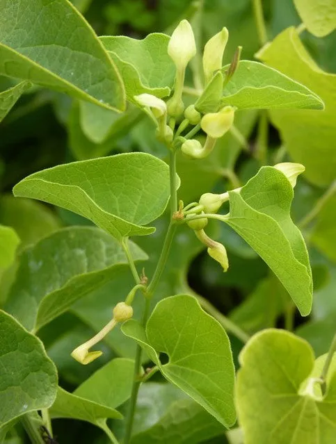 Birthwort  30 Seeds  Aristolochia clematitis