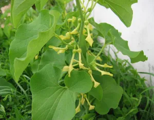 Birthwort  30 Seeds  Aristolochia clematitis
