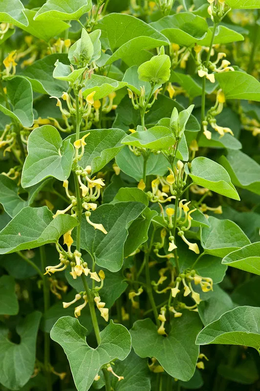 Birthwort  30 Seeds  Aristolochia clematitis