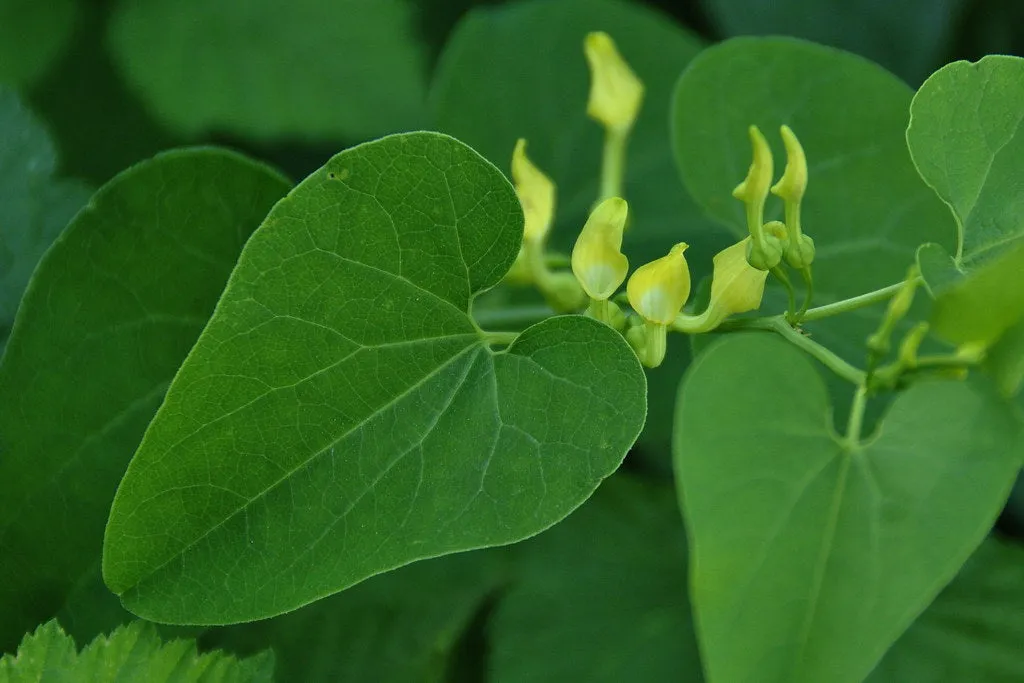 Birthwort  30 Seeds  Aristolochia clematitis
