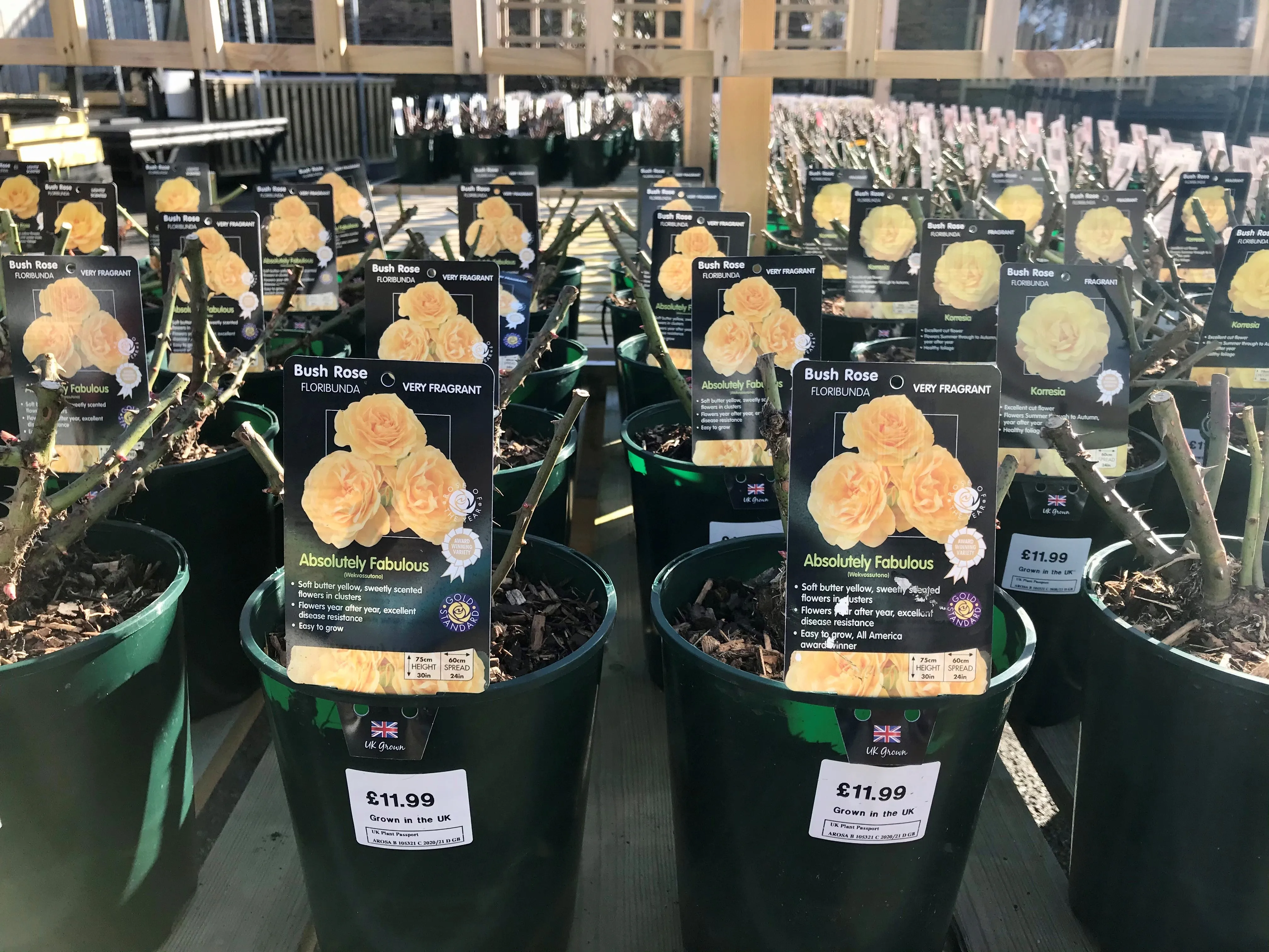 Bush Roses - Yellow, 3L