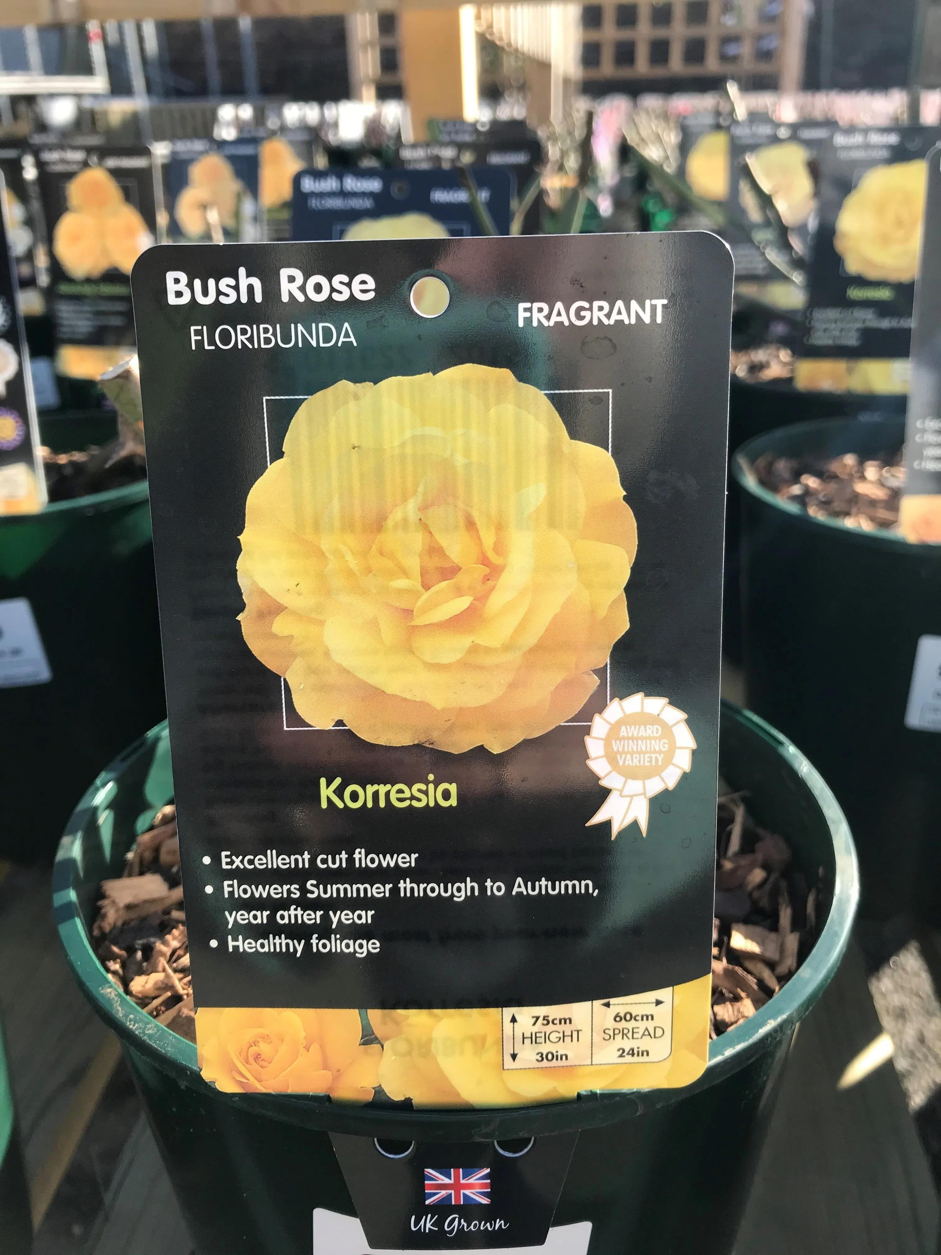 Bush Roses - Yellow, 3L