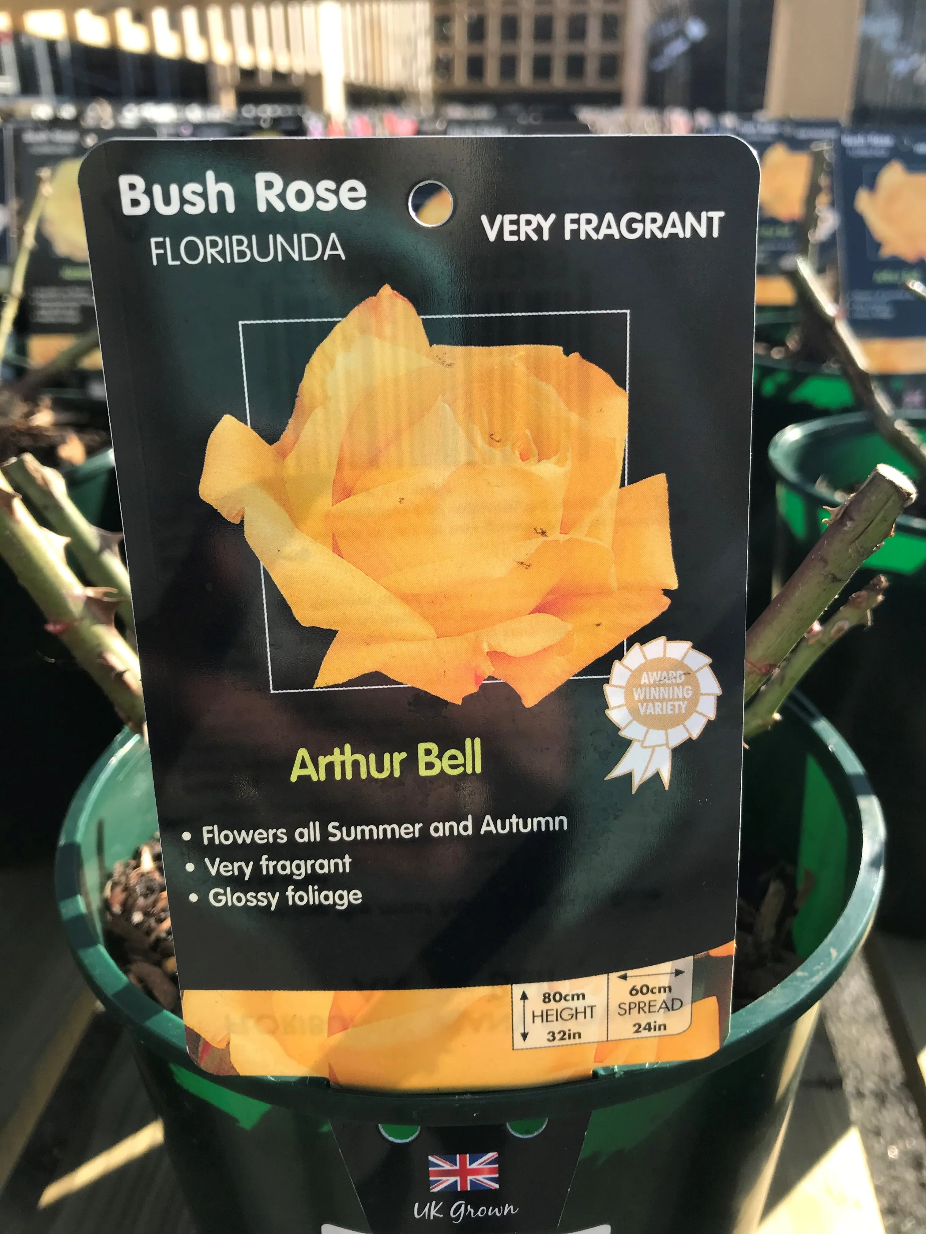 Bush Roses - Yellow, 3L