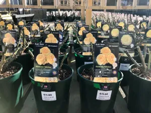 Bush Roses - Yellow, 3L