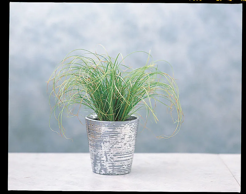 Carex Frosted Curls Seeds