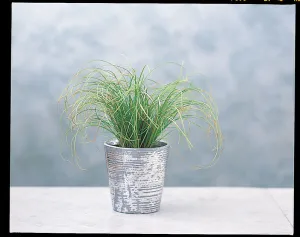 Carex Frosted Curls Seeds
