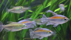 Congo Tetra