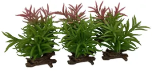 CRASSULA 1X MIXED COLORS