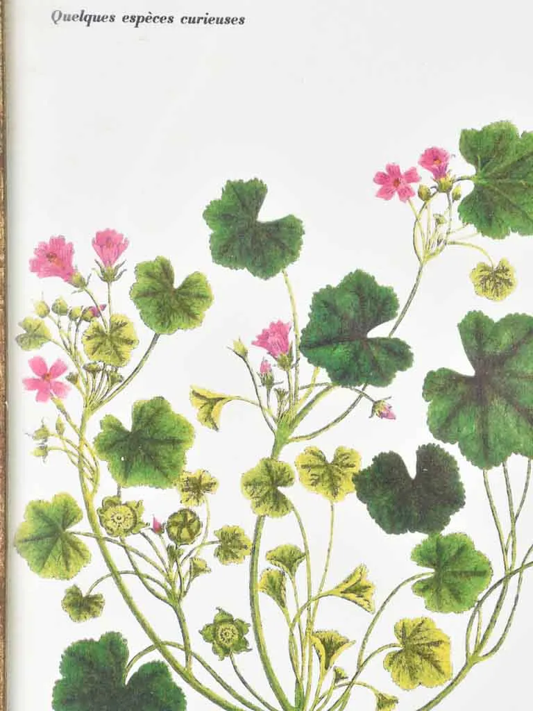 Early 20th century botanic art - mauves 12½" x 8¼"