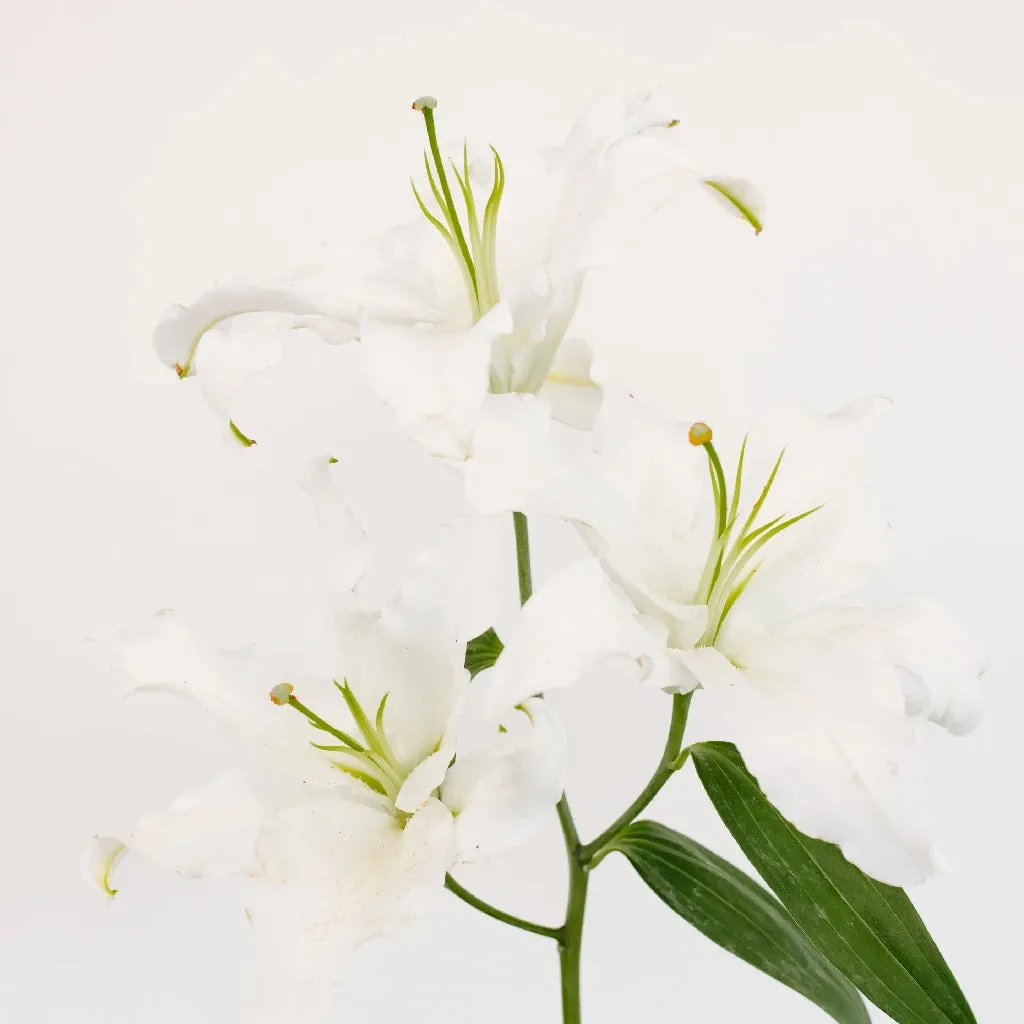 Ivory Oriental Lily