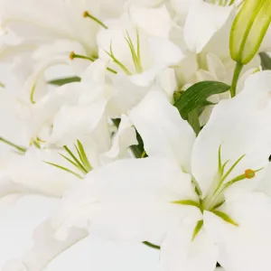 Ivory Oriental Lily