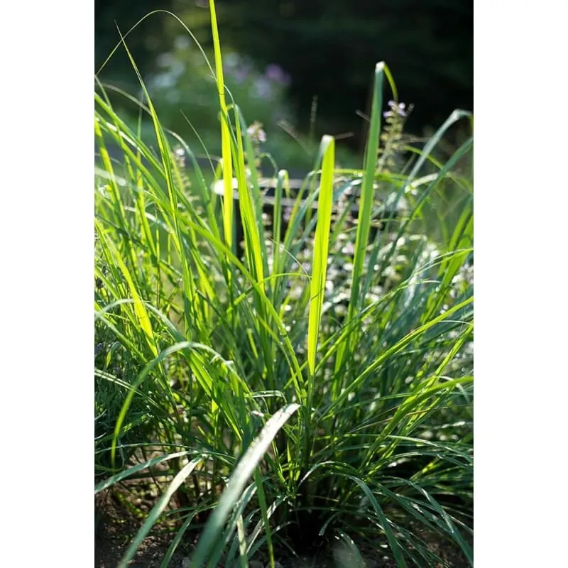 Lemon Grass