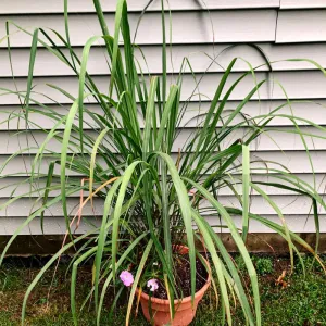 Lemon Grass
