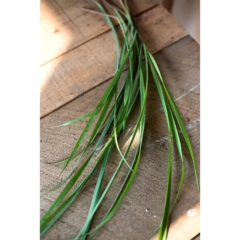 Lemon Grass