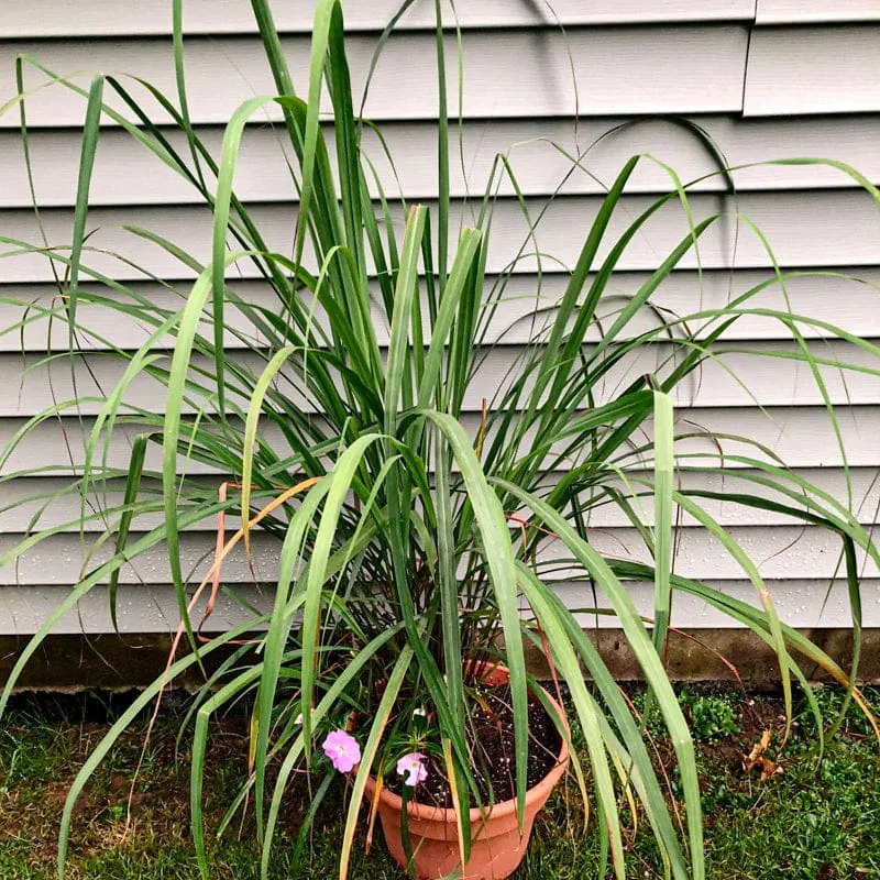 Lemon Grass