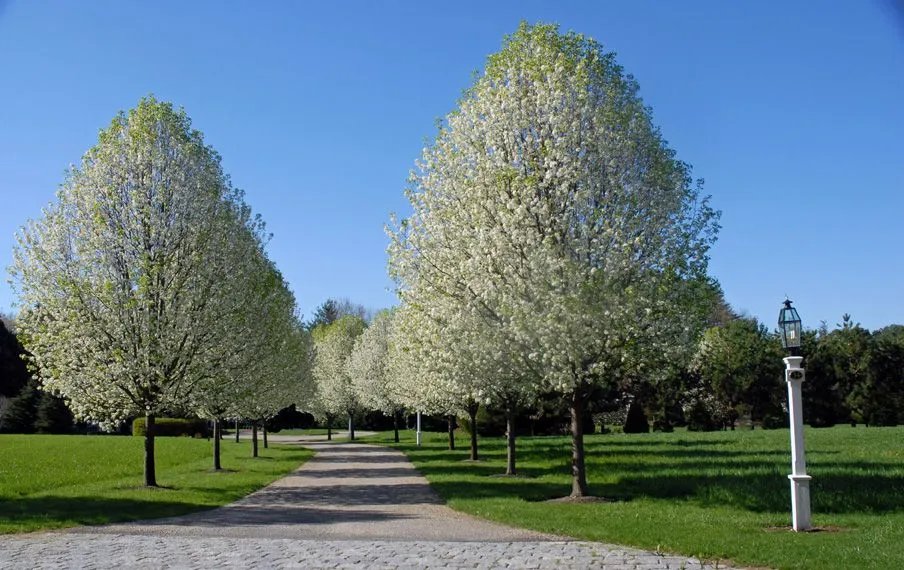 Pear:  Navigator Ornamental