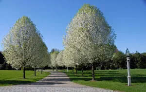 Pear:  Navigator Ornamental