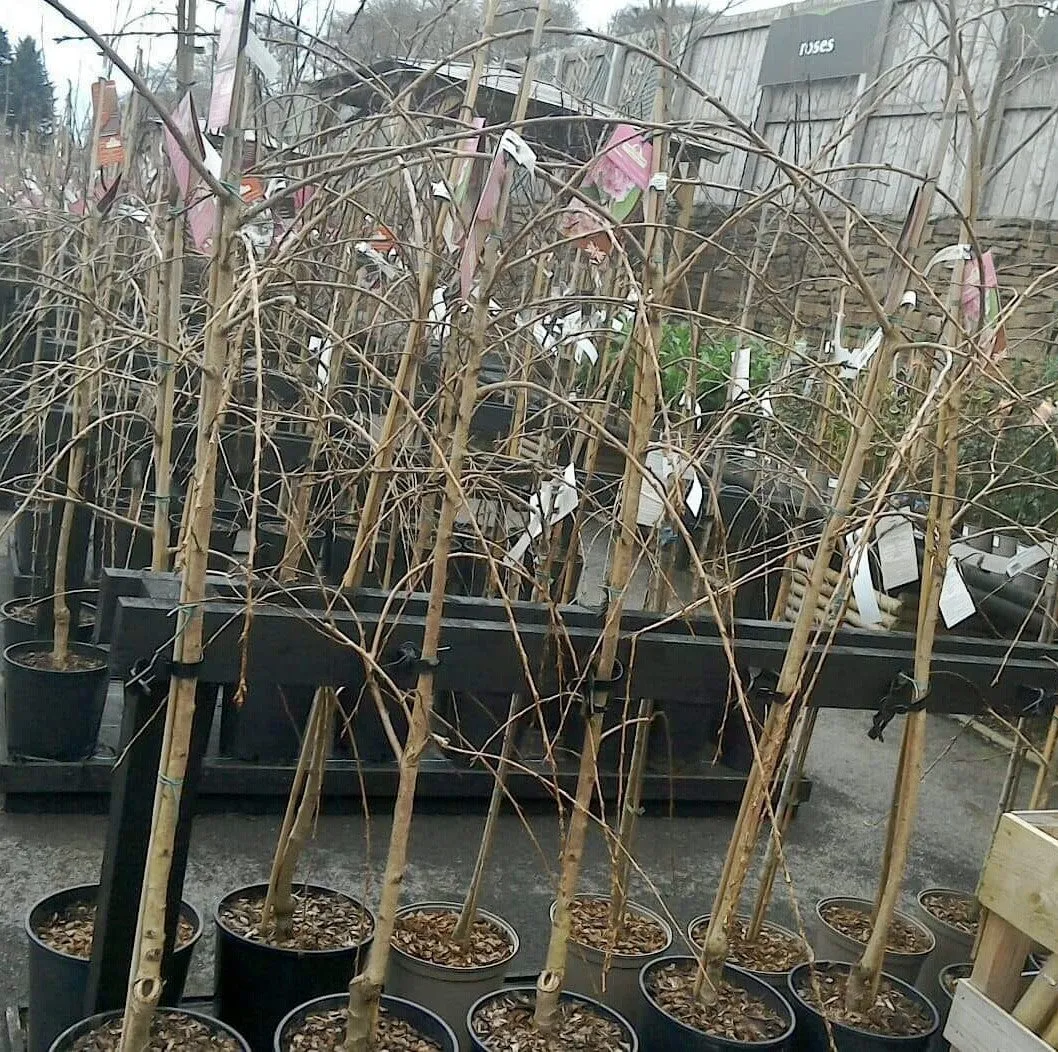 Prunus Kiku-Shidare-Zakura