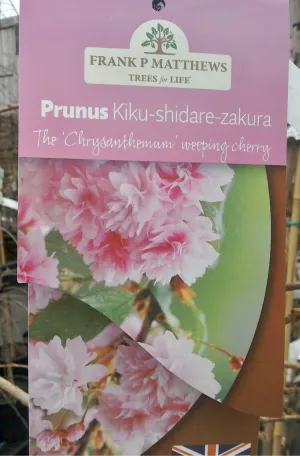 Prunus Kiku-Shidare-Zakura