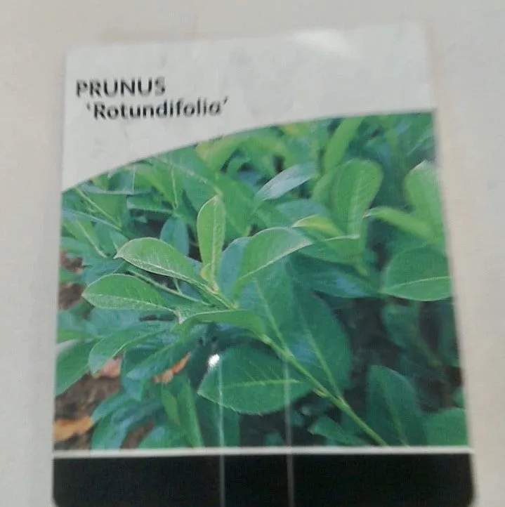 Prunus Rotundifolia