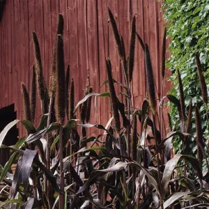 Purple Majesty Ornamental Millet