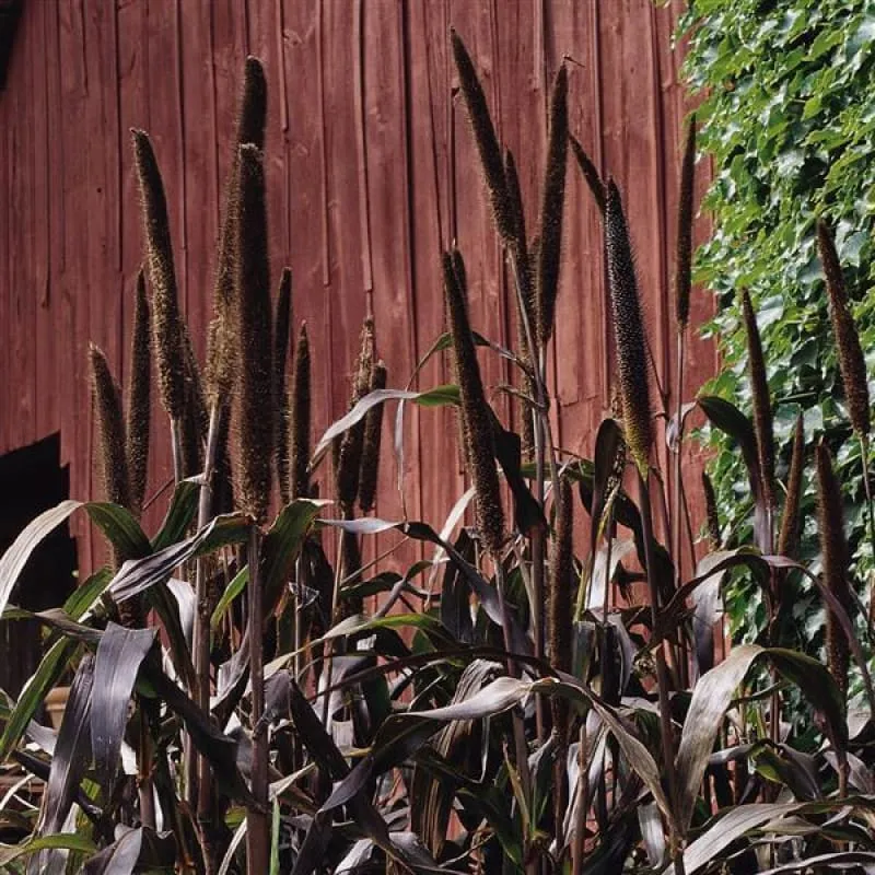 Purple Majesty Ornamental Millet