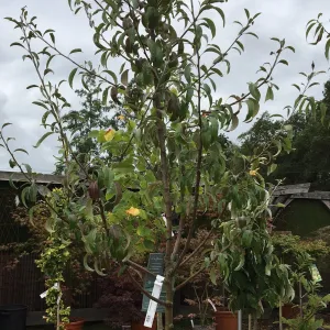 Pyrus elaeagnifolia 'Silver Sails' - 25 litre