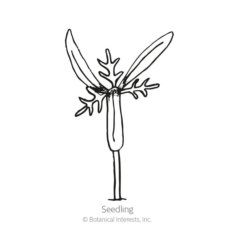 Sensation Blend Cosmos Seeds