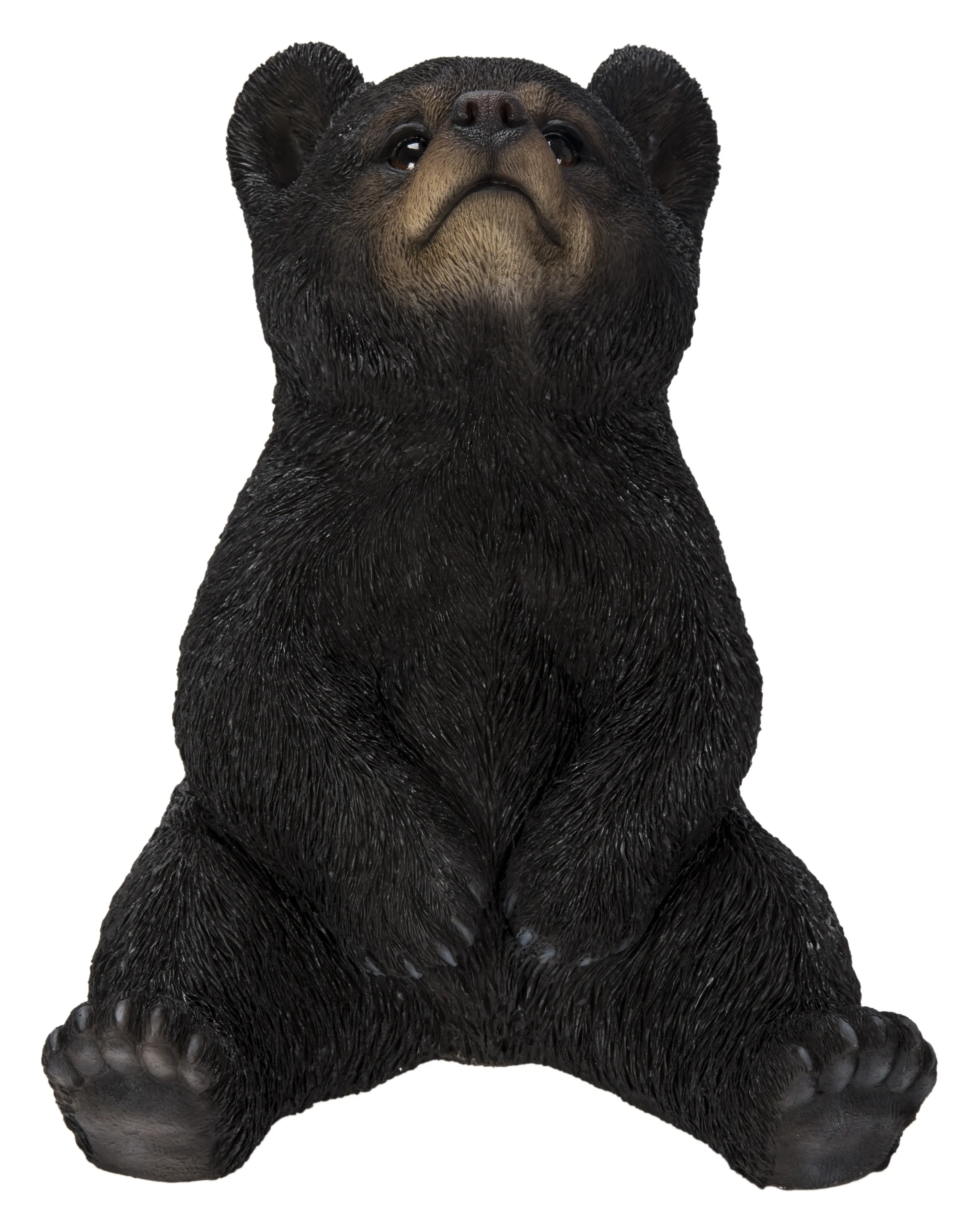 Sitting Black Bear Cub With Head Up