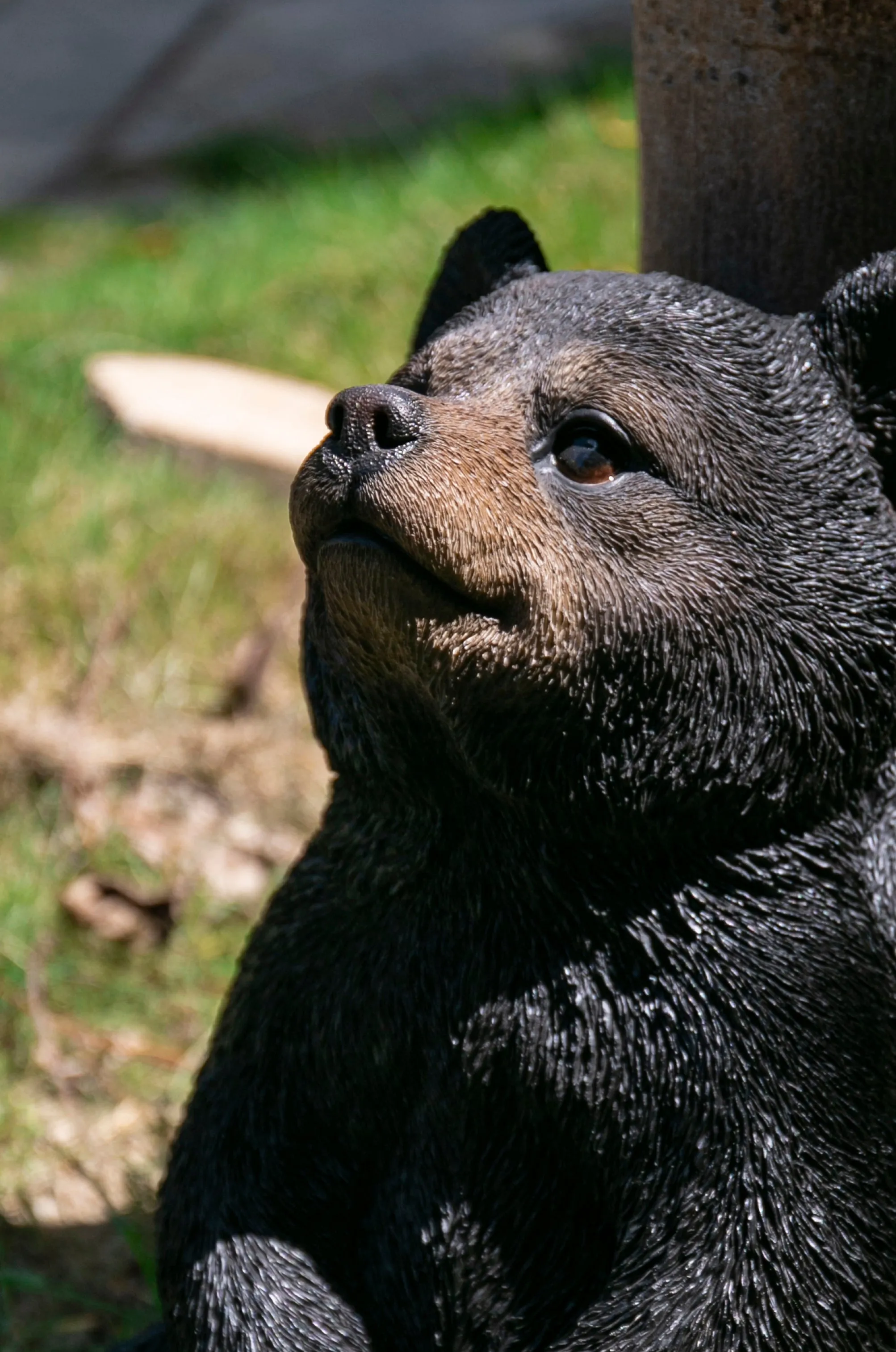 Sitting Black Bear Cub With Head Up