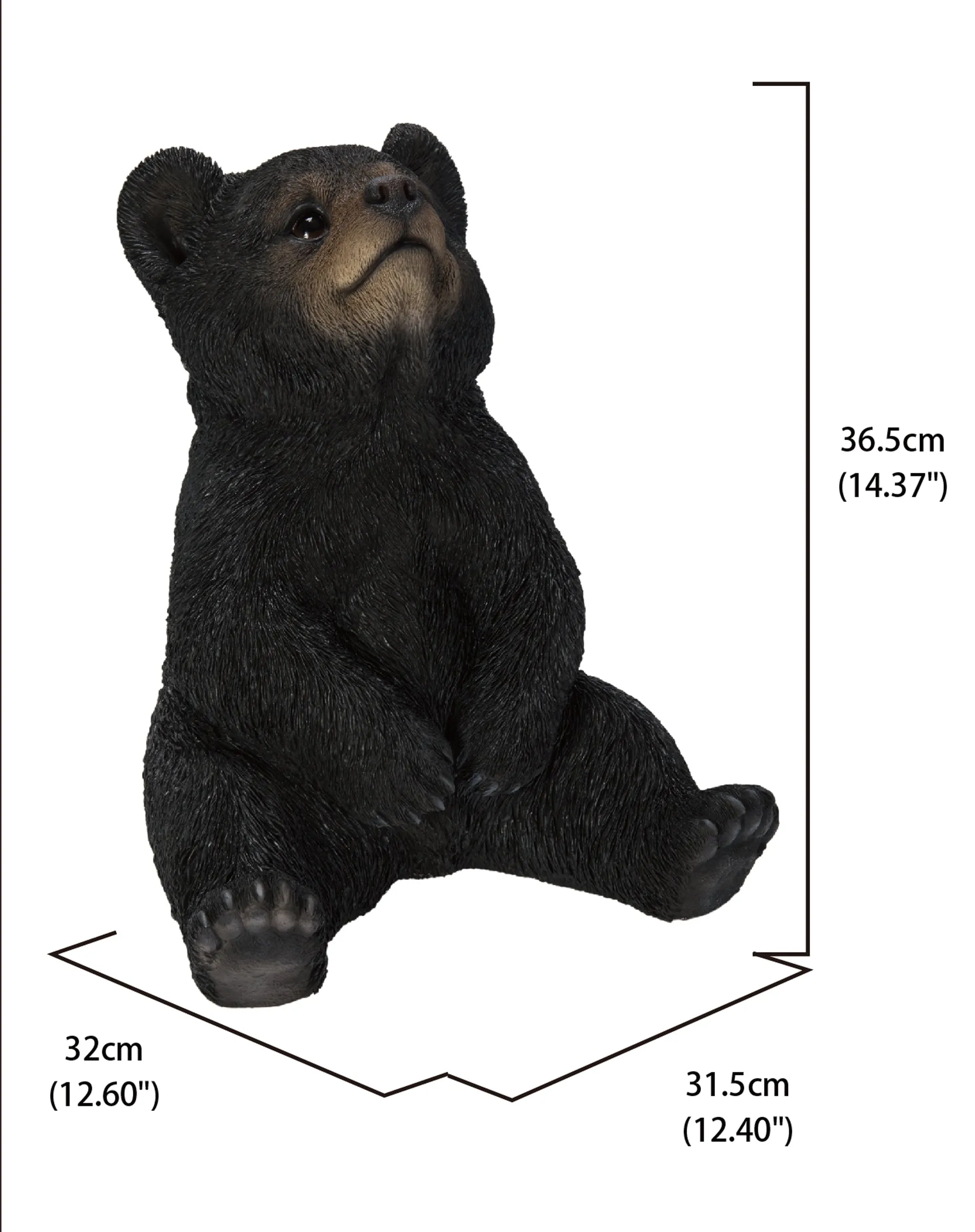 Sitting Black Bear Cub With Head Up