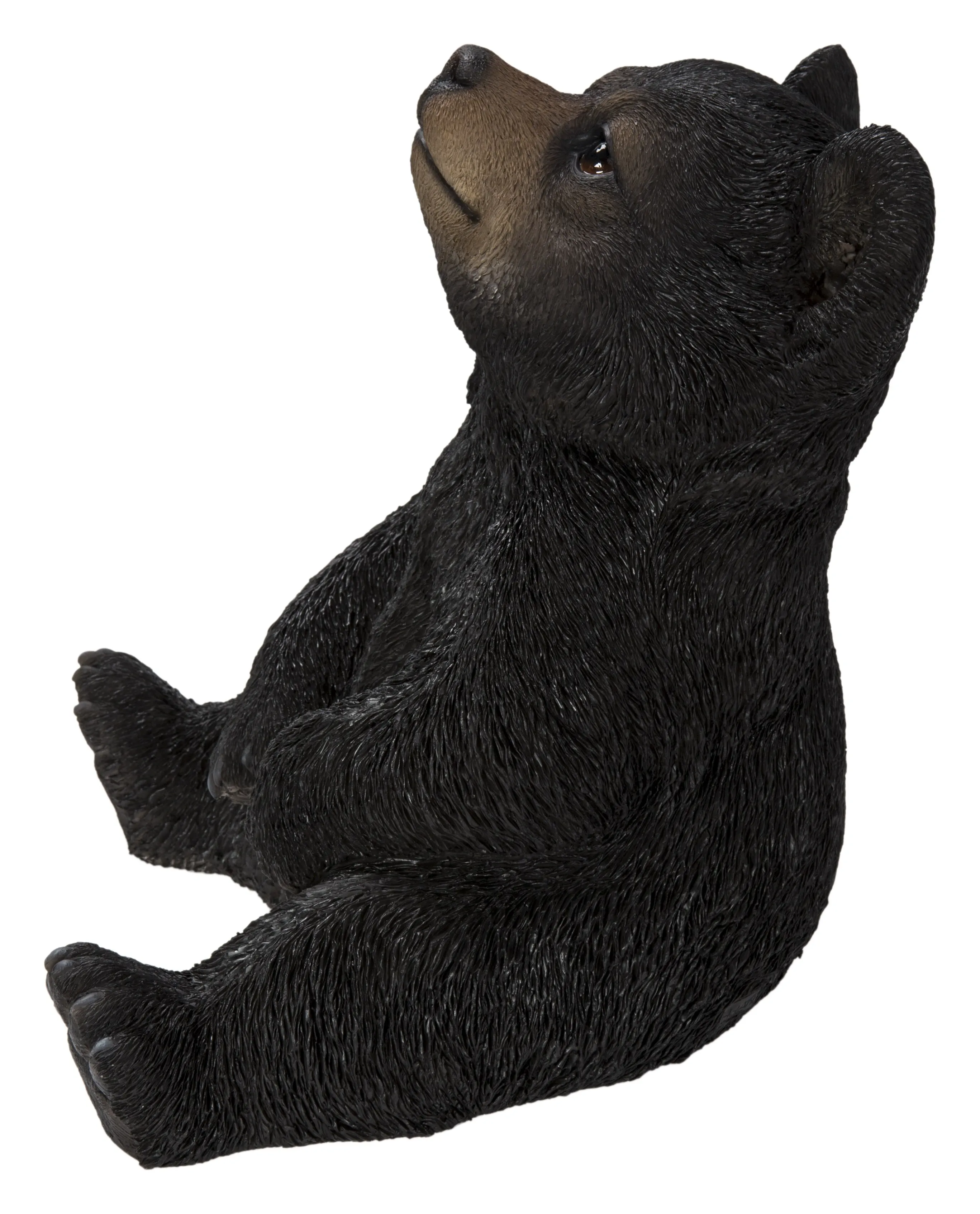 Sitting Black Bear Cub With Head Up