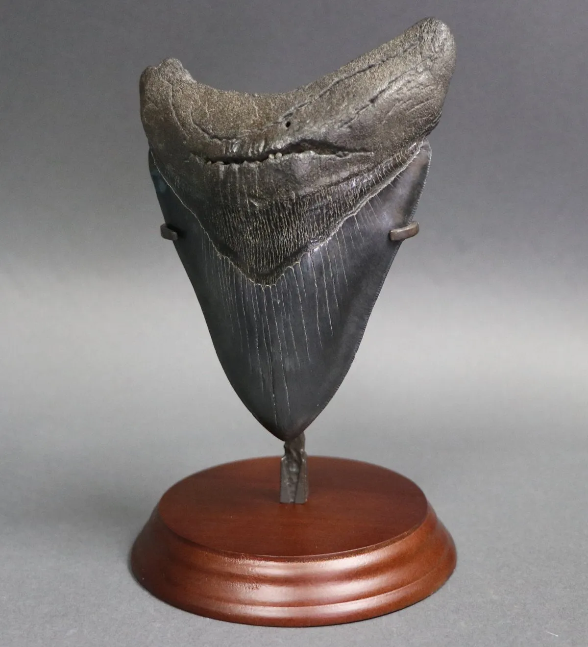 Superb Megalodon Shark Tooth - 6.0 inches