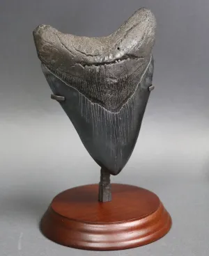 Superb Megalodon Shark Tooth - 6.0 inches