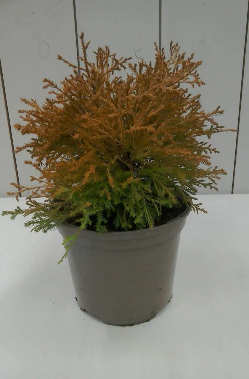 Thuja Rheingold, 2L