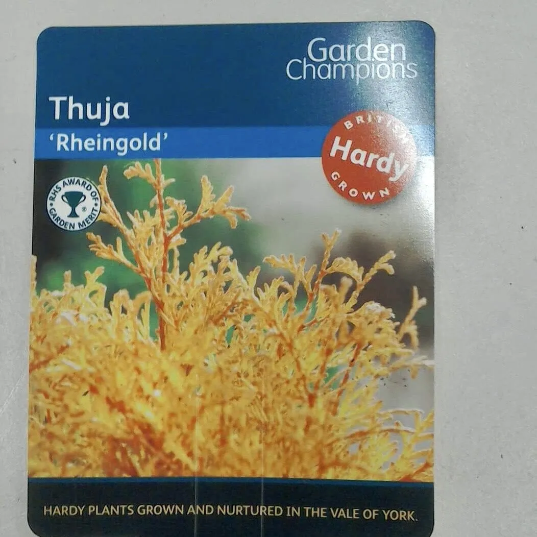Thuja Rheingold, 2L