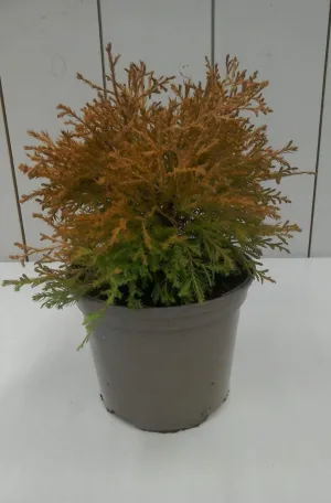 Thuja Rheingold, 2L
