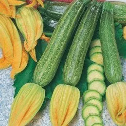 Zucchini San Pasquale Seeds | Weston Seeds